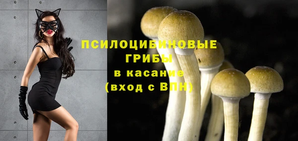прущие грибы Тайга